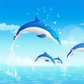 dolphin olympics 2